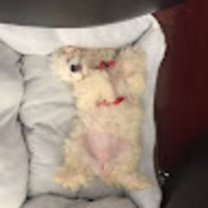 Meet your Posher, Chloe